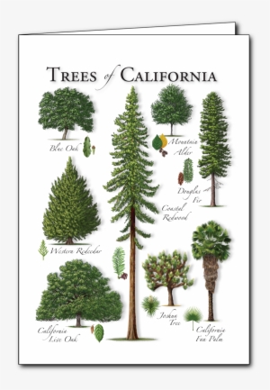 Trees - Lodgepole Pine #4212996