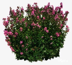 Shrub Png Download - Flower #4214778