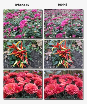 View This Image At Full Size - Prince Of Wales Feathers #4214880