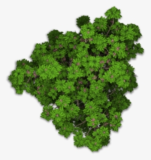 Www - Playcast - Ru - Bushes Png - Tree Png Top View #4214934