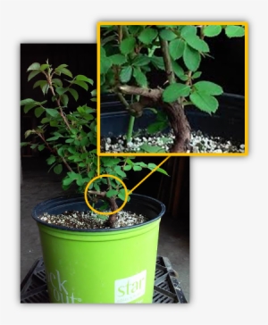 Rose With Own Roots - Houseplant #4215272