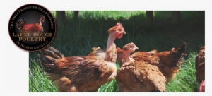 1 Whole Poulet Rouge Fermier™ Chicken From The Carolina - Rouge Chicken #4216661