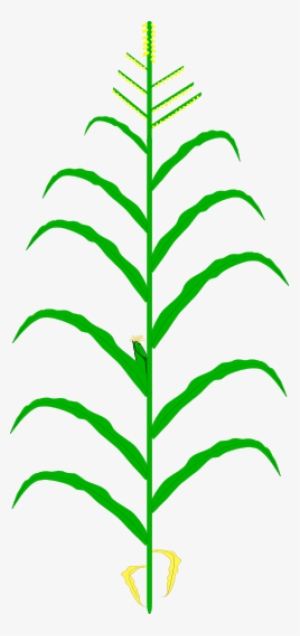 Thumbnail For Maize-mo17 #4217355