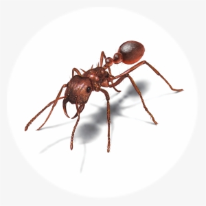 Hormiga - Ant Infographic #4218463