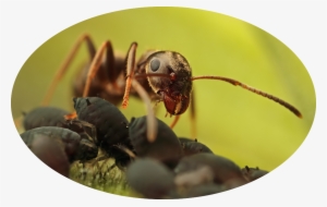 Hormiga Reina Png #4218490