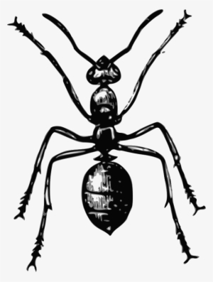 Drawing Hormiga 80 #4218874