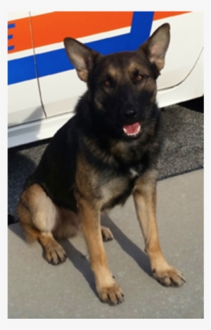 Port Orange Police Department K9 Dies - Port Orange Police Department #4219219