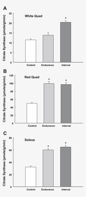 Citrate Synthase Activity In Rat White Quadriceps , - Citrate Synthase #4220560