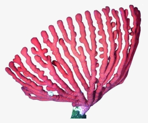 Coral Png #4221523