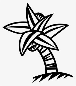 Vector Illustration Of Arecaceae Palm Tree With Coconuts - Palm Trees #4222735