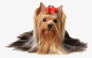 Pet Shop - Dog With Bow In Hair #4223024