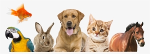 Pet Products - Animales Que Hacen Compania #4223080