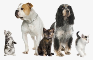 Pet Shop Animais - Dog And Cat Pdf #4223174