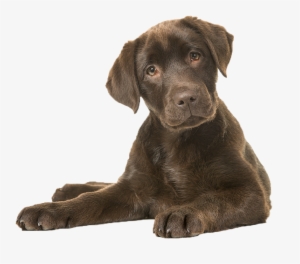 We Nurture This Gift By Providing All Our Pet Shop - Lab Dog #4223634