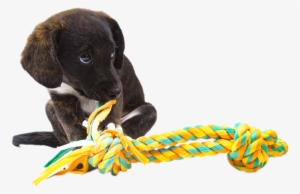 Everydog Justdogs Pet Shop In Snodland Kent - Everydog #4223693