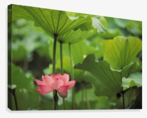 Hawaii, Single Bright Pink, Full Lotus Blossom Amongst #4224367