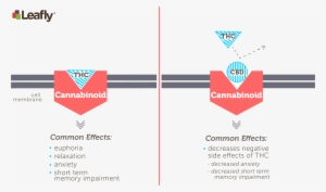 Thc Directly Stimulates The Cb1 Receptor - Does Cbd Get You High #4224369