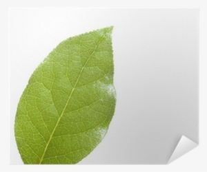 Plane-tree Family #4224387 Plane-tree Family #4224387