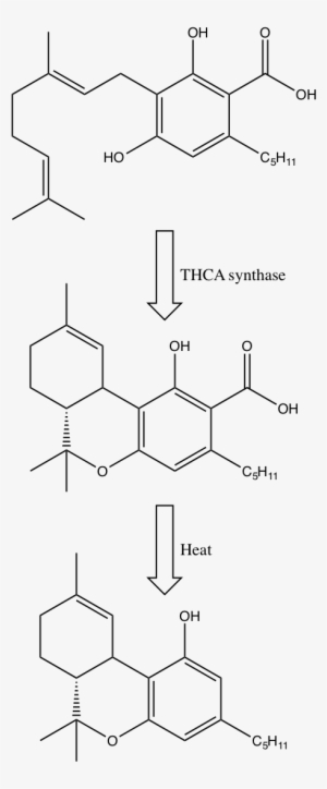 Gardner Thc Pic2 - Tetrahydrocannabinol #4224739