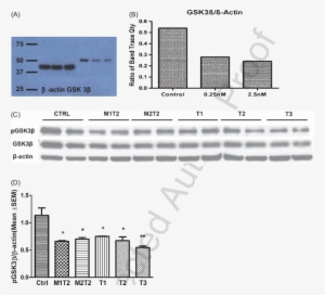 A Western Blot Performed To Determine The Effects Of - Gsk-3 #4224765