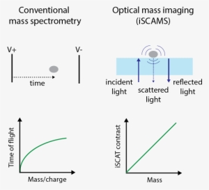 Professor Kyu Young Han Has Published A Paper "measuring - Diagram #4224978