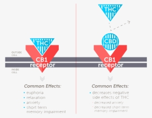 While Thc Has A High Affinity For Cb 1, Cbd Does Not - Faah Cbd #4225385