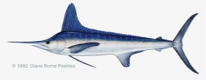 White Marlin Painting #4226015