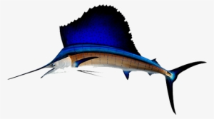 Sailfish Are The Ultimate Trophy Fish As They Are Abundant, - Sailfish Png #4226197