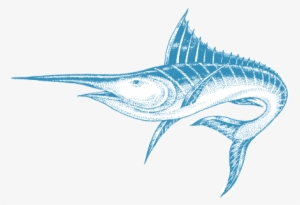 Atlantic Blue Marlin #4226270
