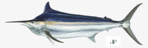 Black Marlin #4226491