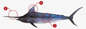 How To Identify A Blue Marlin - Atlantic Blue Marlin #4226547