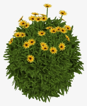Susanblackeyed Jimmyzhoopz - Gazania #4226636