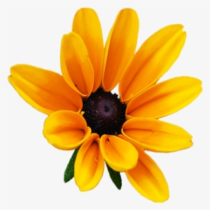 Report Abuse - Black Eyed Susan Yellow Flowers #4226722
