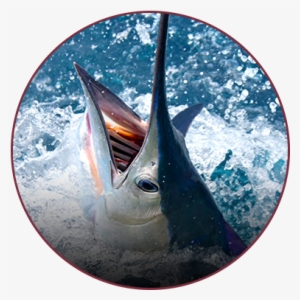 Fishing Logs - Florida #4226771