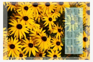 2018 Black-eyed Susan Calendar Fabric By Victorialasher - Tea #4226813