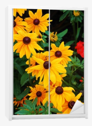 Black-eyed Susan Flowers In Full Bloom Wardrobe Sticker - Schöner Gelber Sonnenblumedruck Rechteckiger Aufkleber #4226856