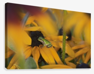 A Pacific Treefrog Looks For Flies On Black-eyed Susan #4227082