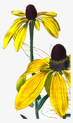 Rudbeckia Pinnata Engraving From Bury Hill - Sunlight #4227440