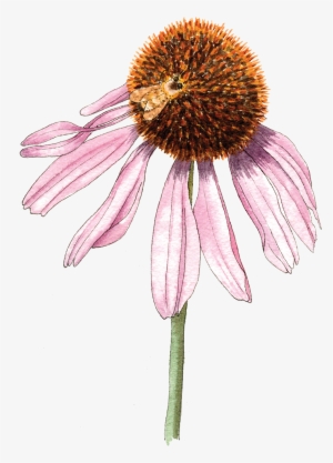 Echinaceabee-300 - Purple Coneflower #4227746