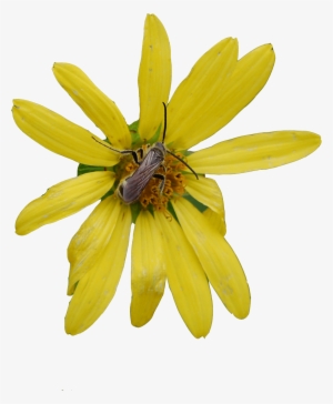 Home Page Flower - African Daisy #4227751