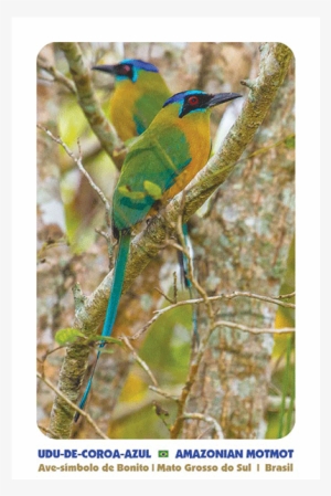 Click On Image To Enlarge - Green Jay #4228480