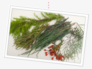 Process The Plants Into Usable Sizes - Evergreen #4230144