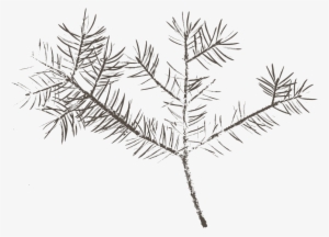 Pine #4230242