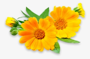 Our Flower Services 3 Orange Blooms With Greenery - Calendula Flowers #4231403