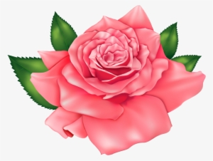 Flores Rosa Vermelha 3 Png - Pink Rose Png Clipart #4231404