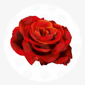 Rosa Vermelha - Hybrid Tea Rose #4232552