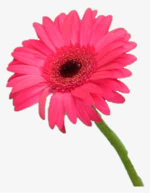 Gérbera Vermelha Unitária - Flores Unitárias #4232613