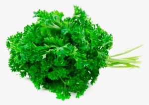 Perejil Triple Curled - Green #4235519