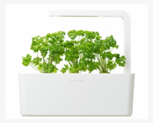 Parsley #4235904