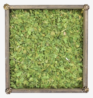 Perejil - Parsley #4236258